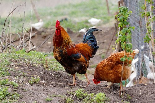 Chickens